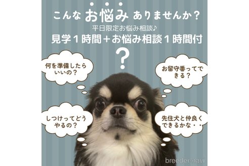 成約済の静岡県のトイプードル-348953の6枚目